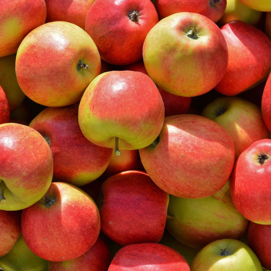 Яблоня десертное Исаева дерево