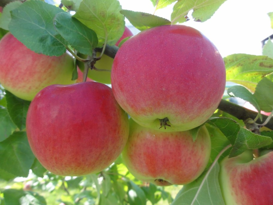 Яблоня Медовка