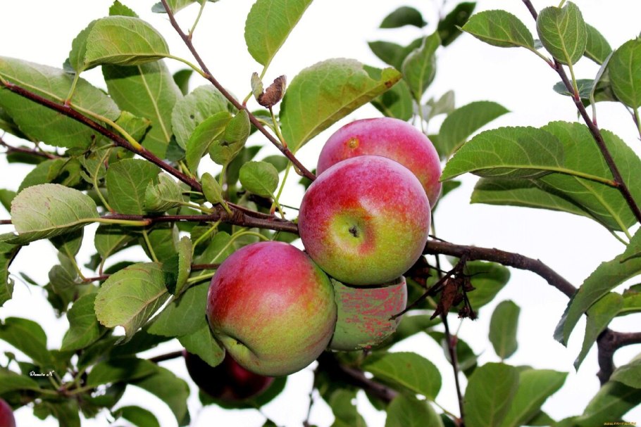 Яблоня Бени Шогун