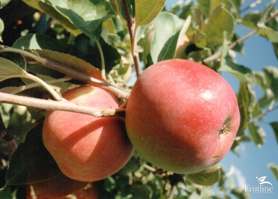 Яблоня Женева Эрли ранняя