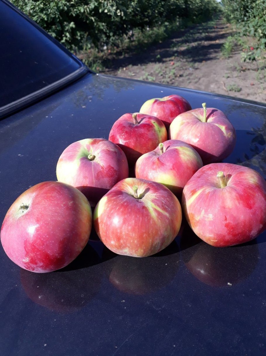 Яблоня Женева Эрли