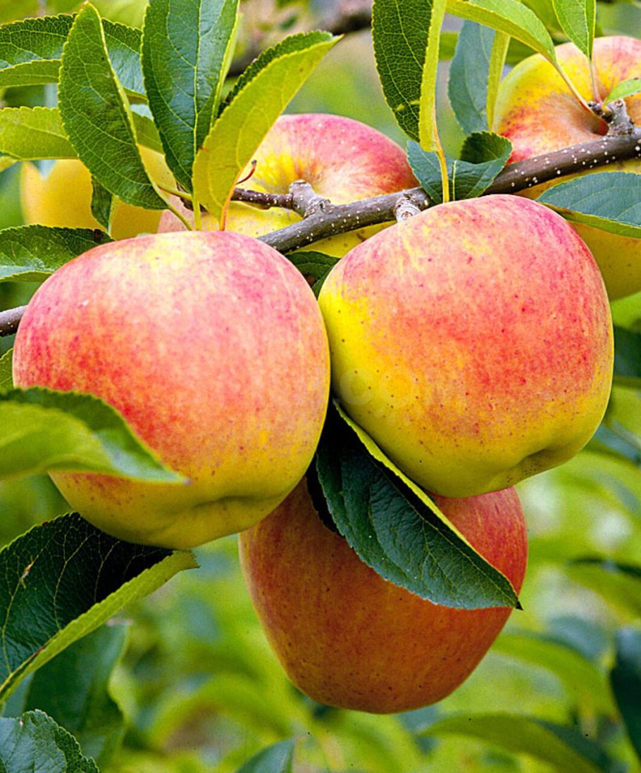 Яблоня полукультурная "заветное"