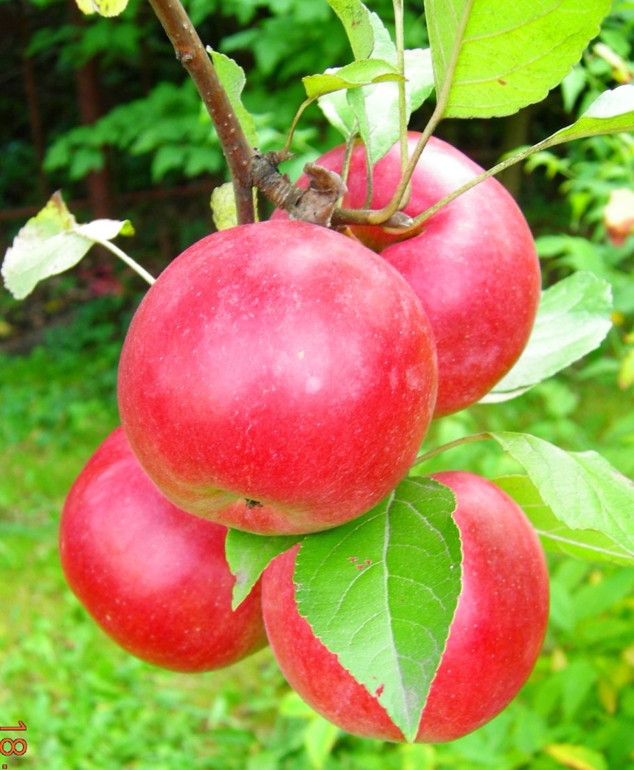Яблоня Женева дерево