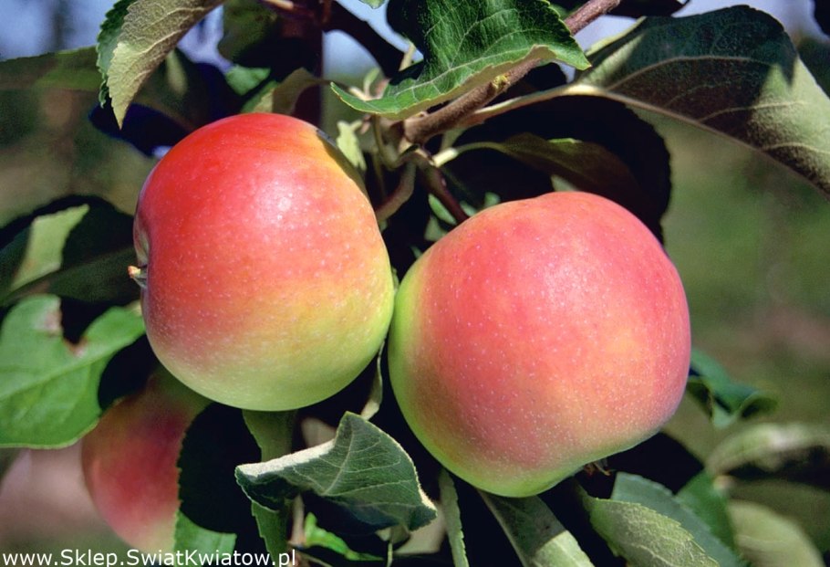 Сорт яблони Женева