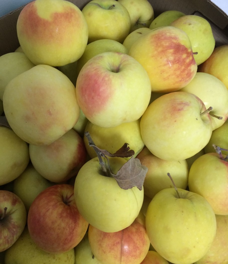 Сорт яблони Кутузовец