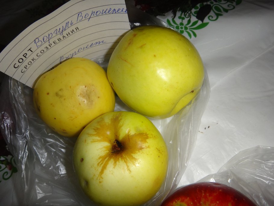 Саженцы яблоня Штрейфлинг