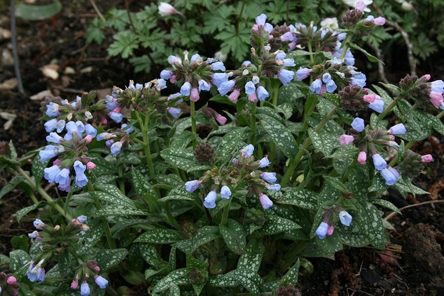 Pulmonaria longifolia