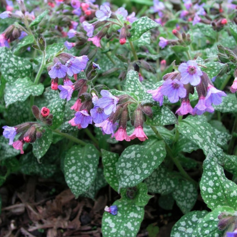 Медуница сахарная Pulmonaria saccharata