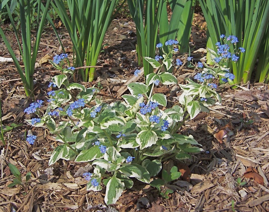 Бруннера крупнолистная variegata