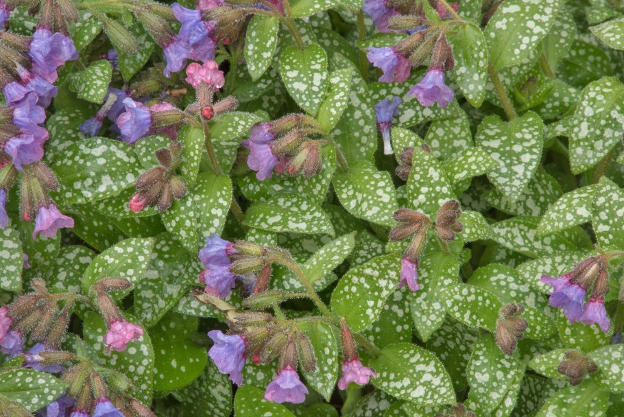 Pulmonaria saccharata