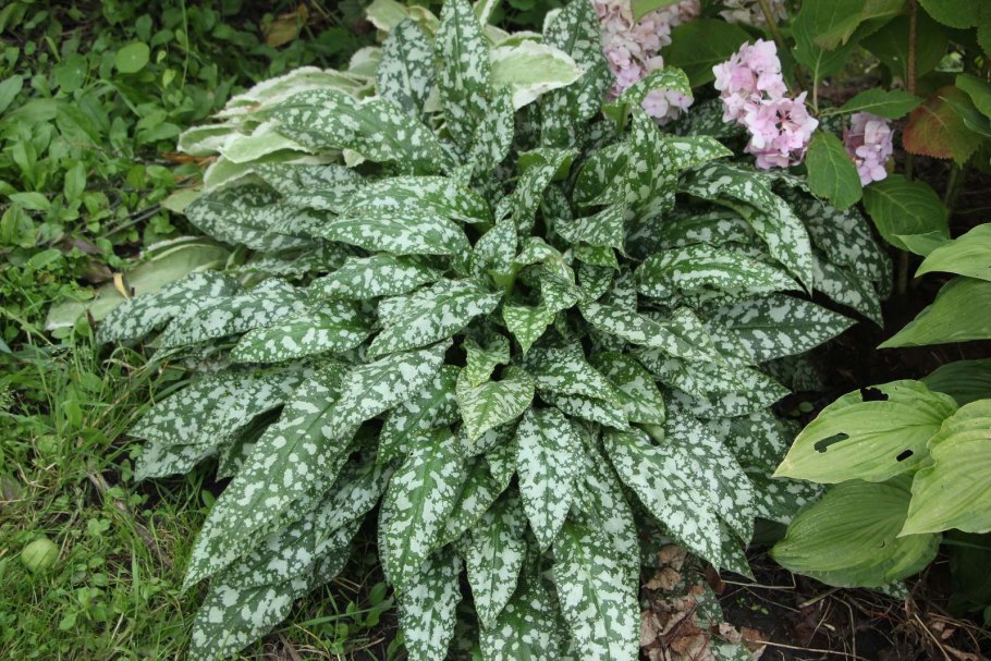 Медуница (Pulmonaria) Blue Ensign