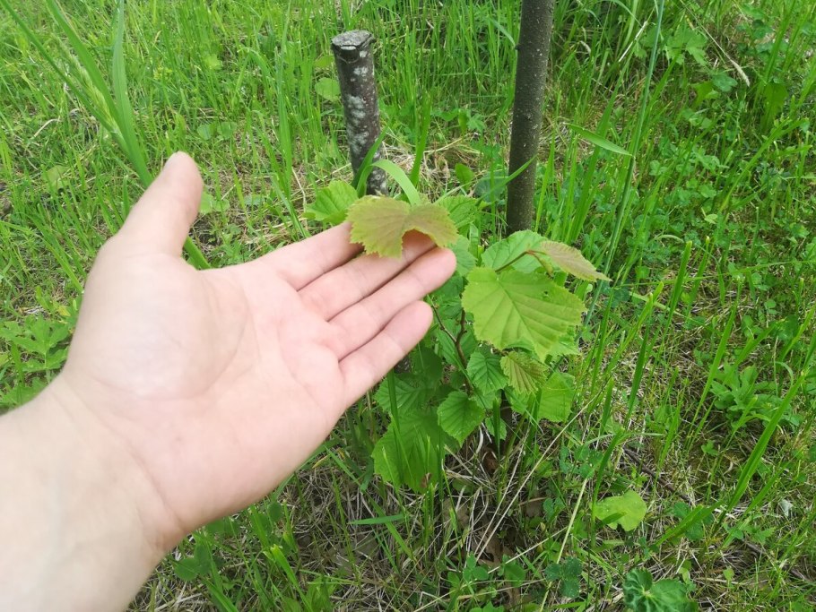 Саженцы орех Медвежий
