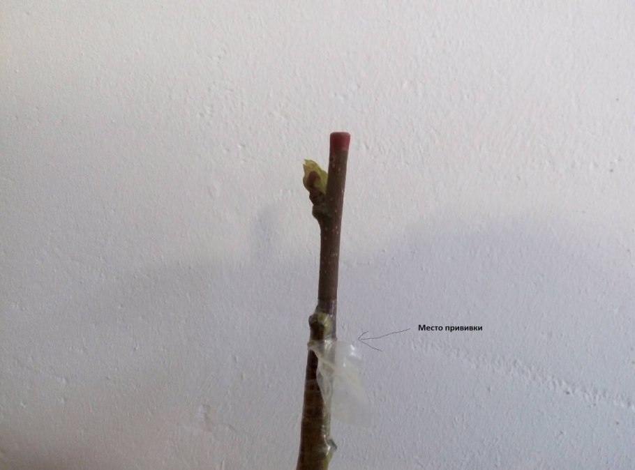 Размножение винограда прикапыванием лозы