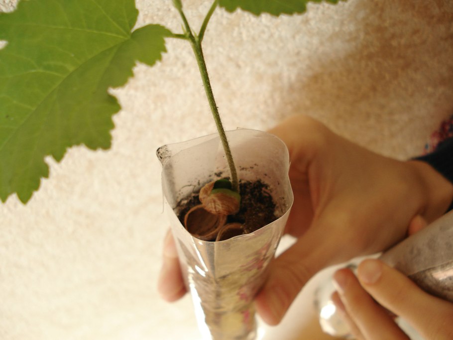 Черенкование гортензии метельчатой