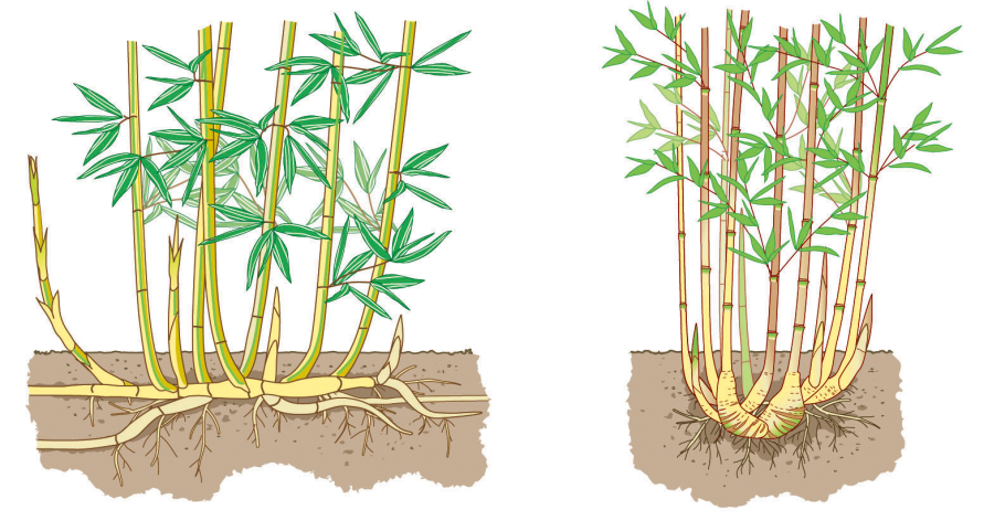 Черенки подвоев яблони