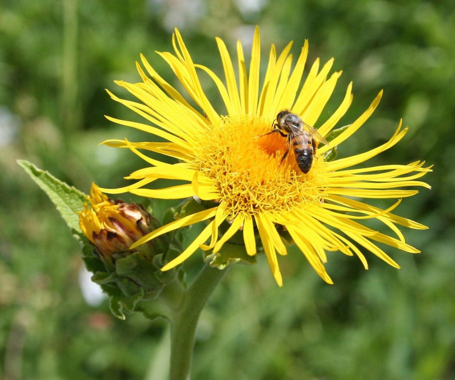 Девясил Inula Helenium