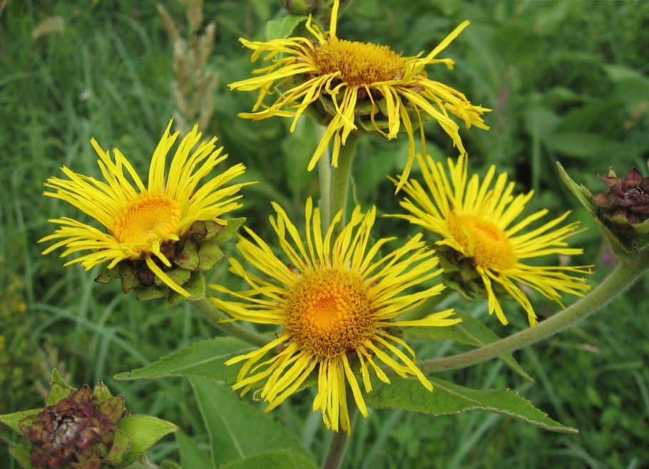 Девясил высокий (Inula Helenium l.)