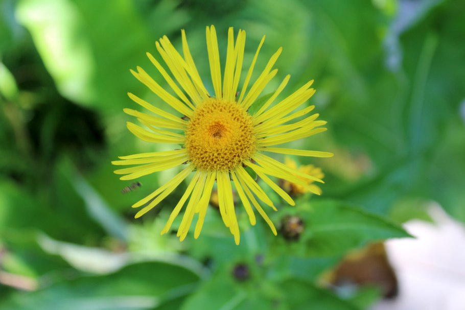 Девясил высокий (Inula Helenium)