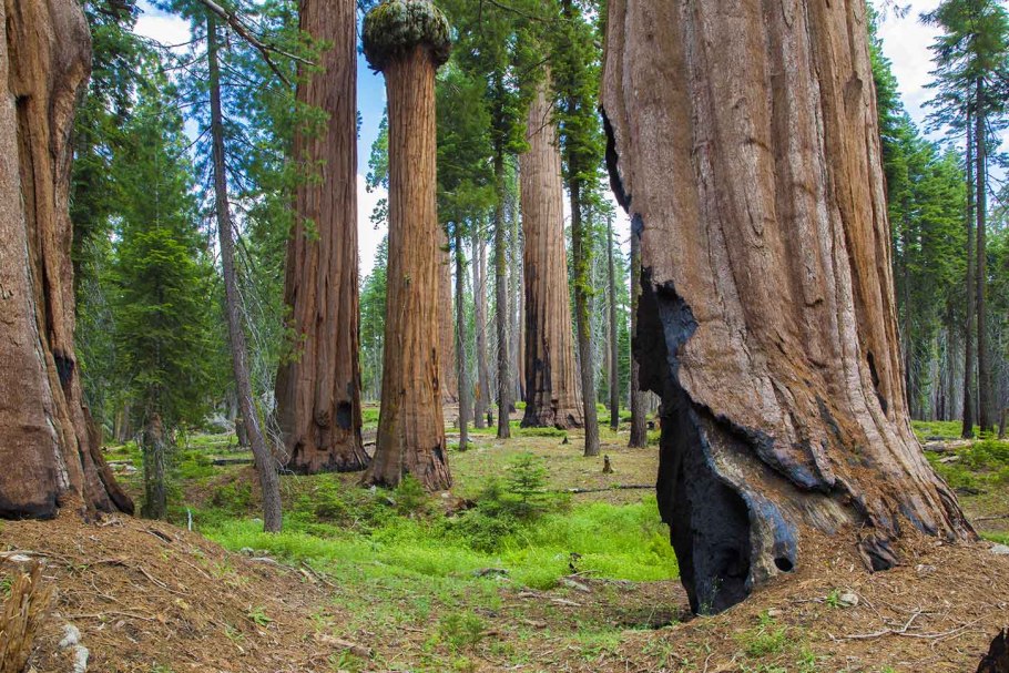 Sequoiadendron giganteum