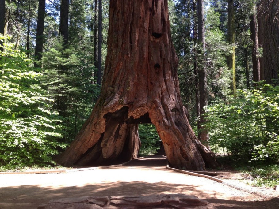 Секвойя вечнозеленая дерево