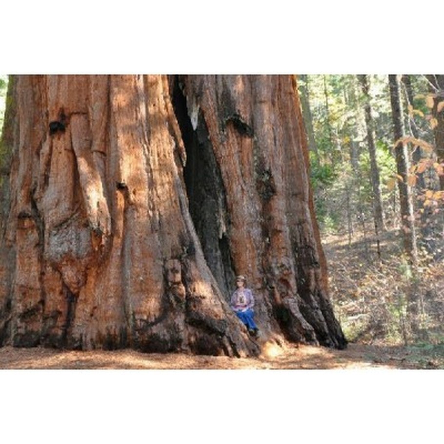 Секвойя радиус ствола
