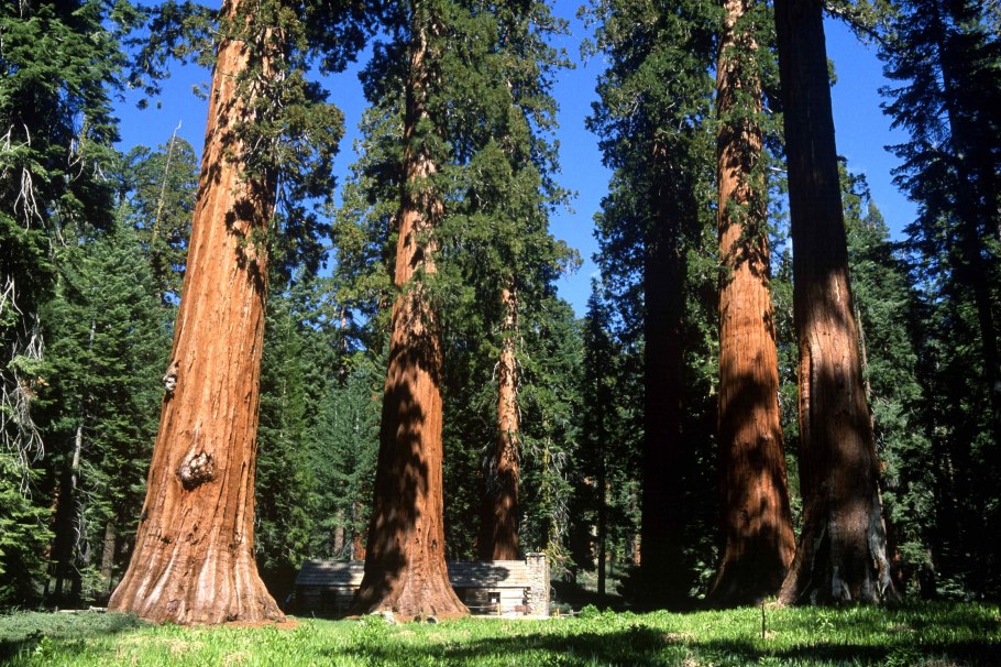 Гигантское дерево Секвойя