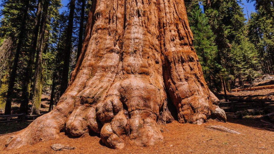 Генерал Шерман (дерево) оно 1
