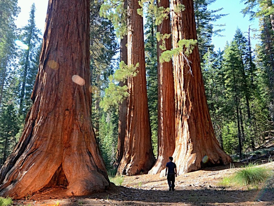 Гигантская Секвойя генерал Шерман