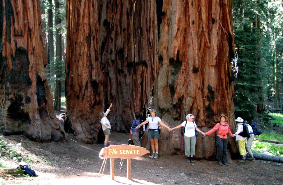 Секвойядендрон гигантский Ялта