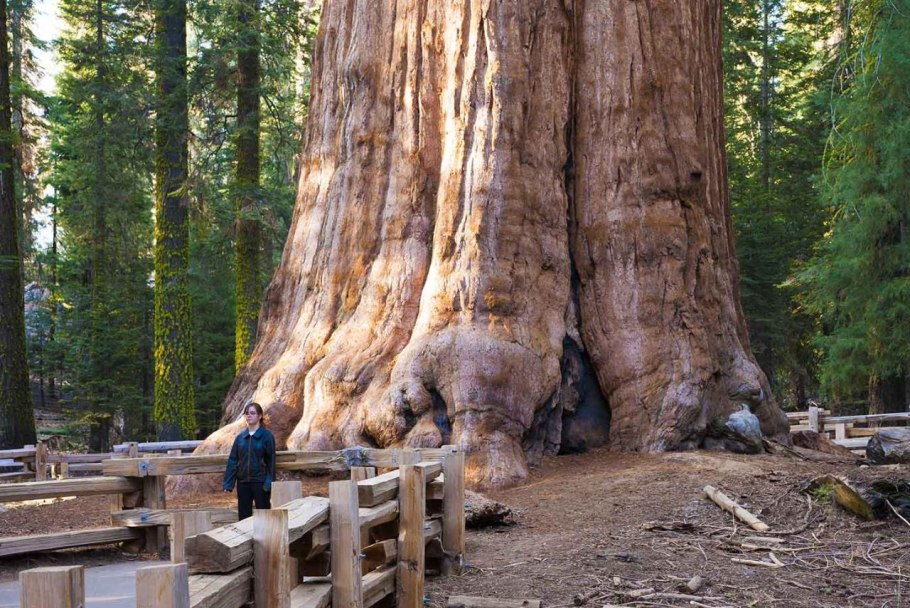 Sequoiadendron