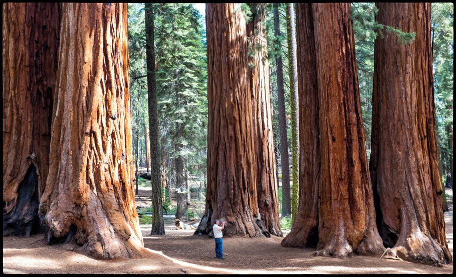 Секвойя Мамонтово дерево