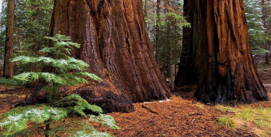 Секвойя дерево корни