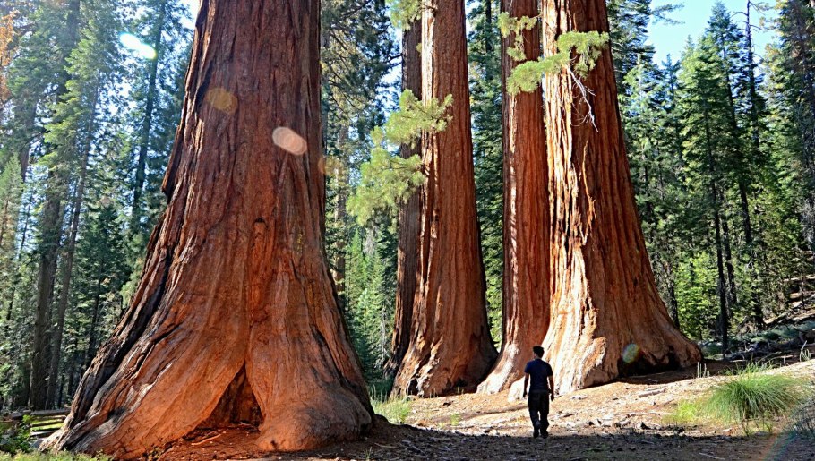 Секвойя дерево высота