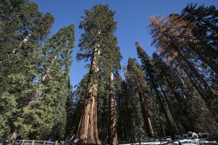 Секвойядендрон гигантский в Никитском Ботаническом саду