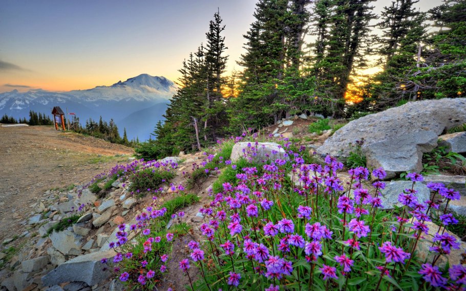 Баварский лес национальный парк полевые цветы