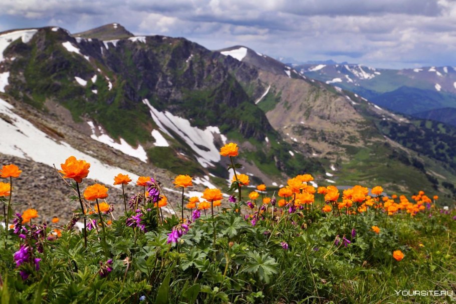 Горы Алтая Альпийские Луга