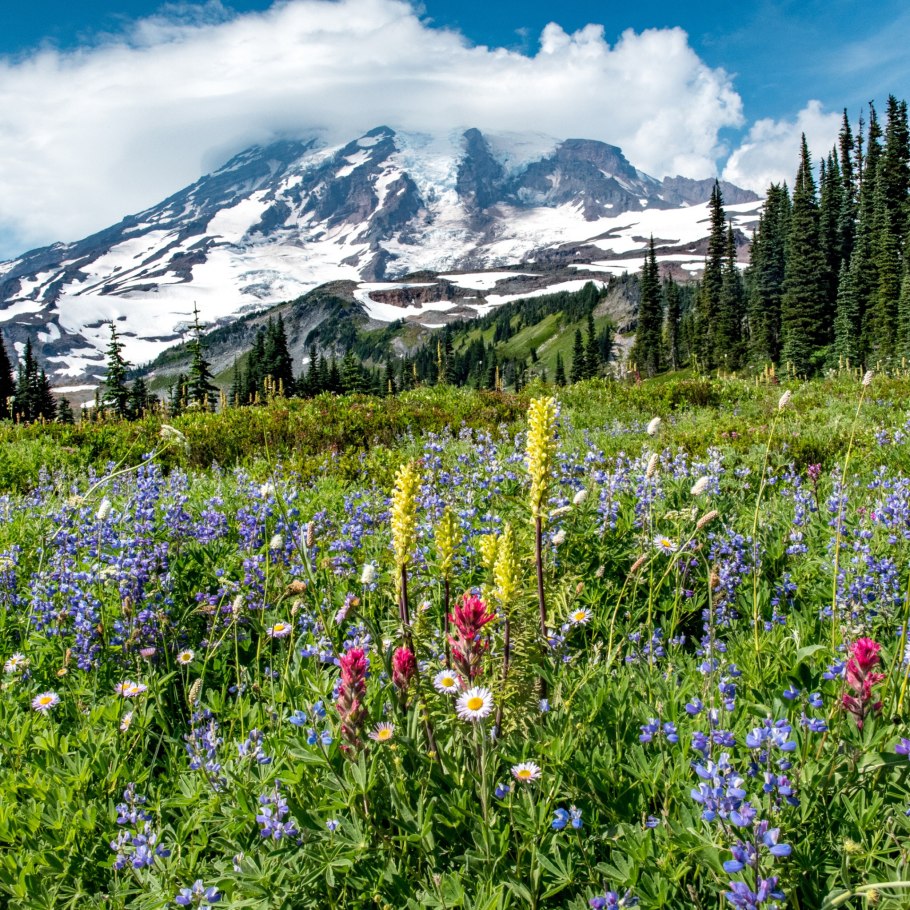 Альпийские Луга Кыргызстана