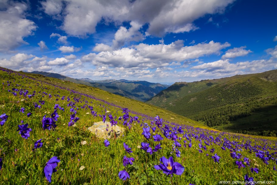 Баргузинский заповедник Альпийские Луга