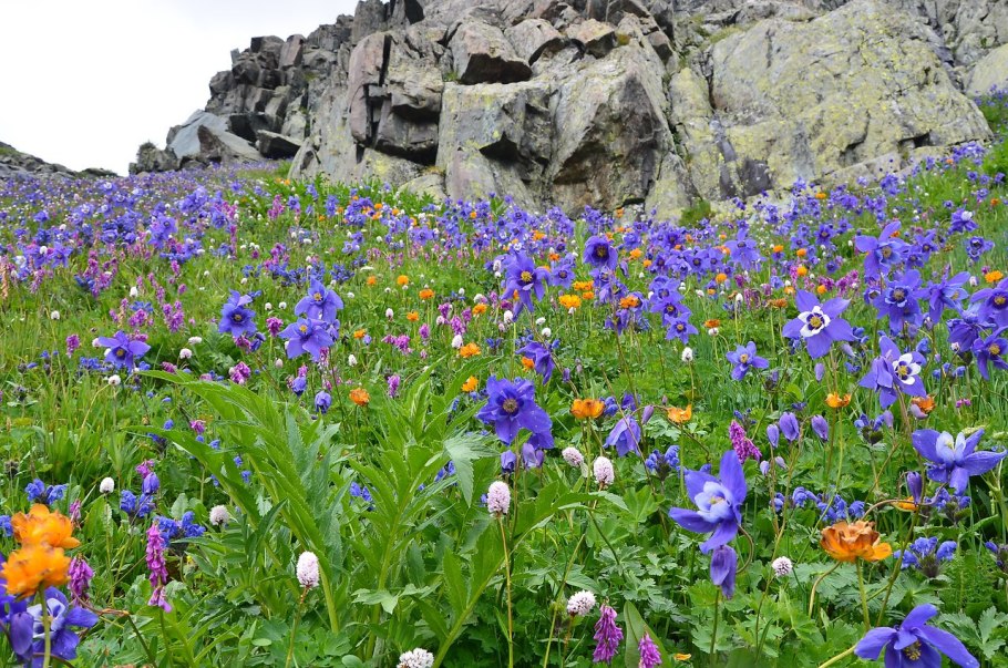 Луговые растения Алтайского края