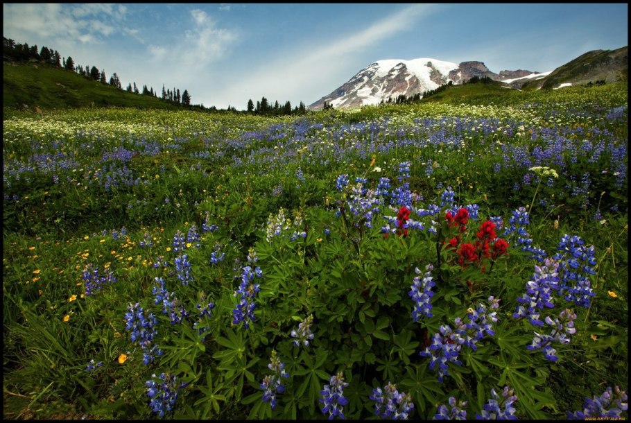 Альпийские Луга Великобритании