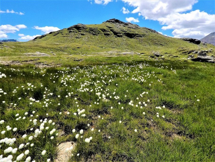 Montane grasslands