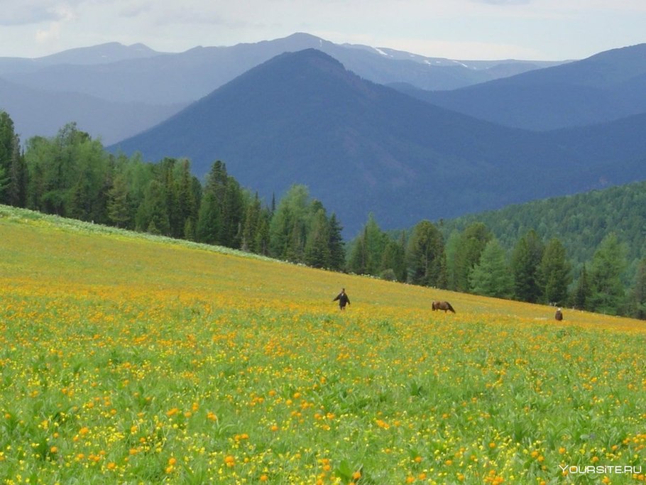 Алтайский заповедник луг