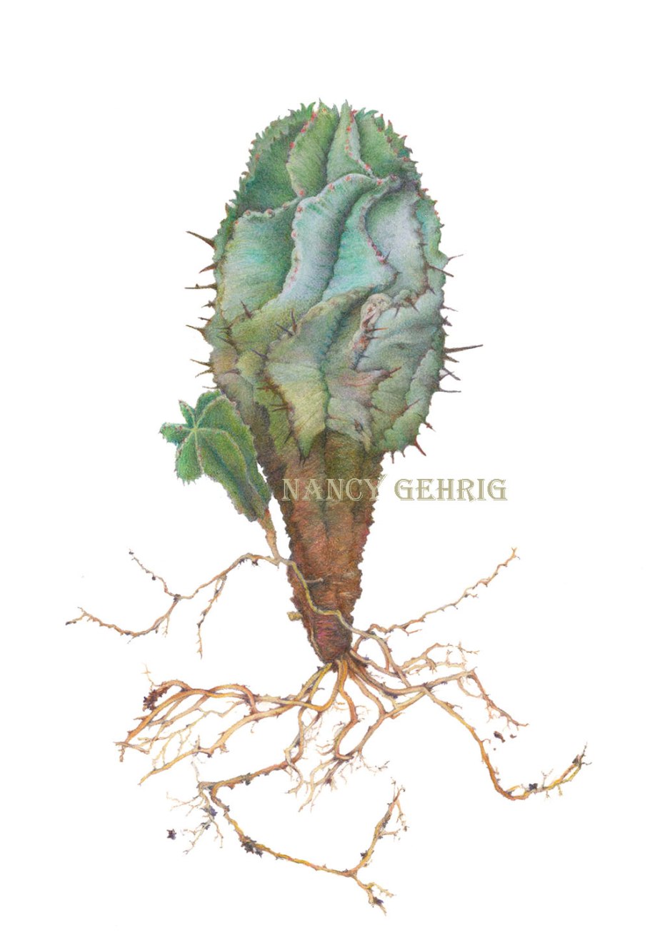 Корневище кактуса
