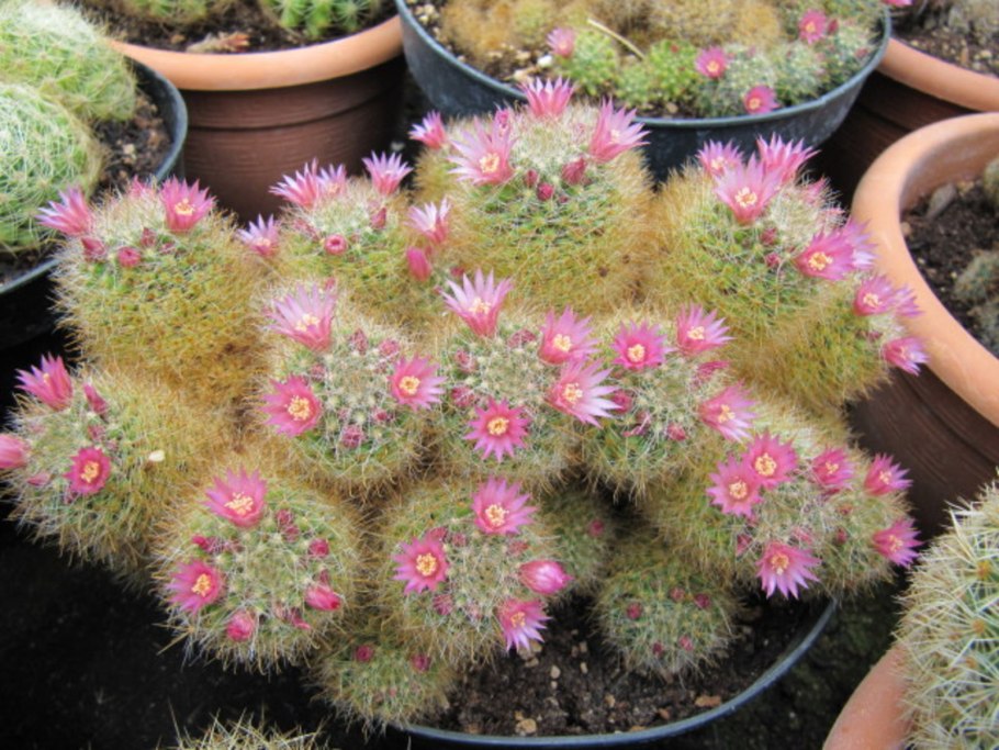 Mammillaria glochidiata
