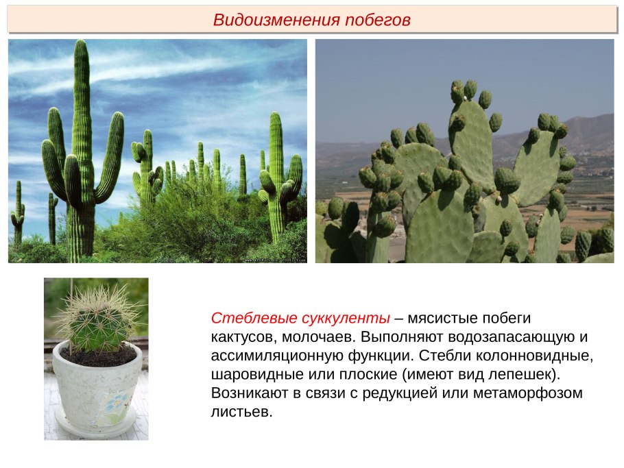 Кактус эпиляция