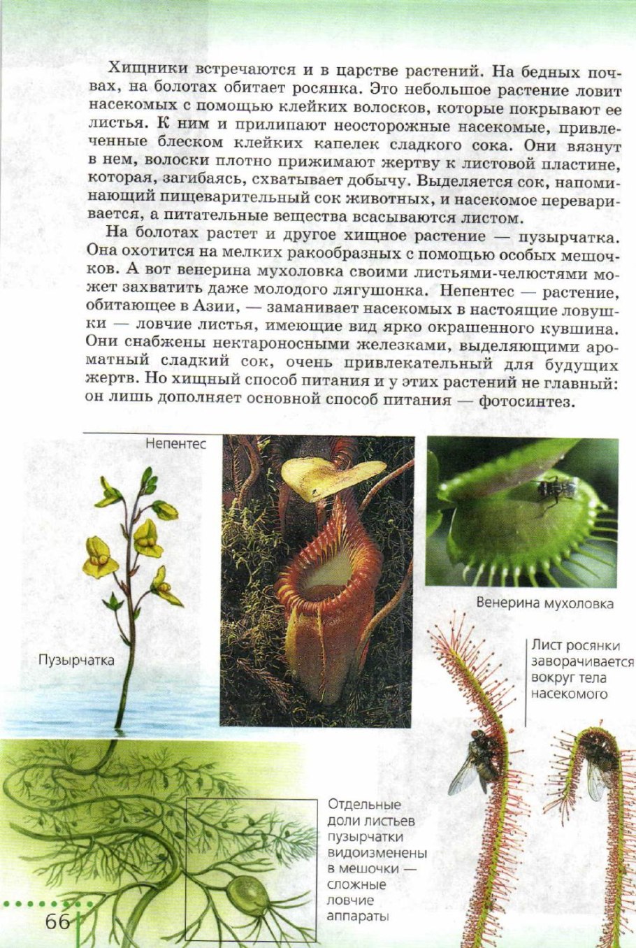 Венерина строение растения биология и функции