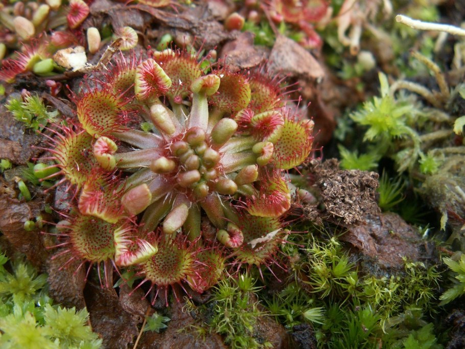 Росянка круглолистная (Drosera rotundifolia гербарий
