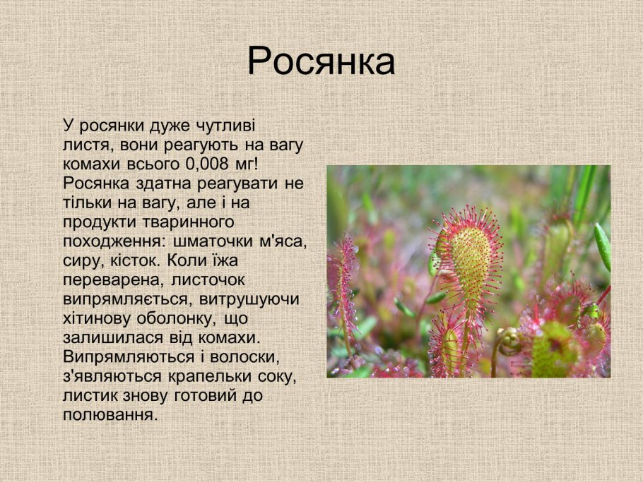 Росянка проект по биологии 5 класс