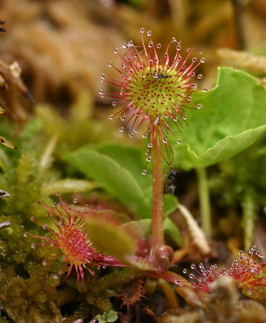 Росянка (Drosera)
