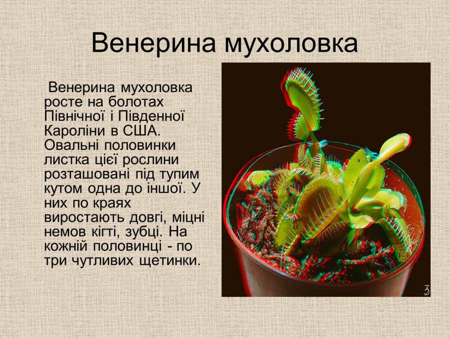 Росянка Капская